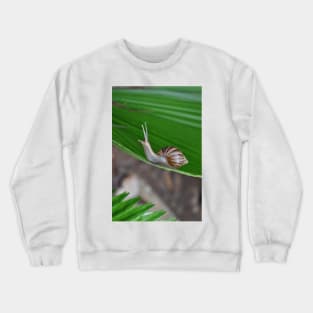 Snail Crewneck Sweatshirt